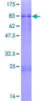 Human ZBTB26 Protein (Recombinant GST)