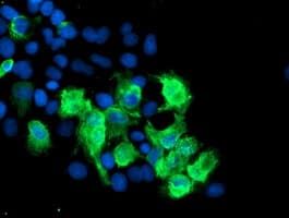 SENP2 Antibody (aa139-523, clone OTI3D3, Carrier-free)