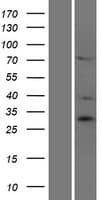 SIAH3 Protein (Over-Expression Lysate Myc-DDK (Flag))