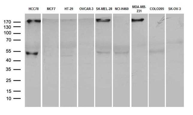 CD274 / B7-H1 / PD-L1 Antibody (aa19-290, clone OTI20G10, Carrier-free)