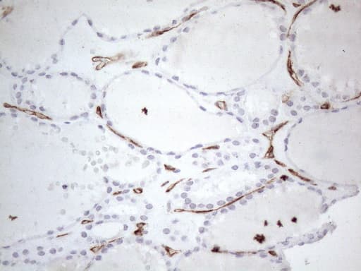 CD34 Antibody (aa312-385, clone OTI12F2)