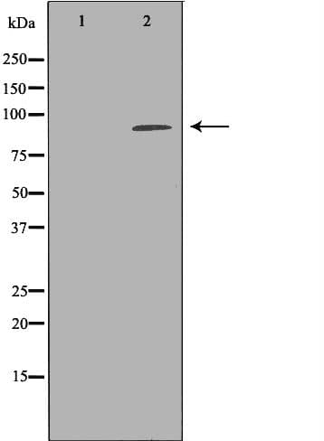 Polyclonal Rabbit anti-Human UHRF1 Antibody (IHC, IF, WB)