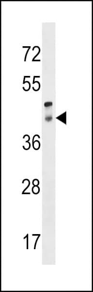 Polyclonal Rabbit anti-Human Peropsin / RRH Antibody (aa213-240, WB)