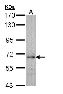 CDC45 Antibody (aa298-566)