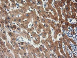 Monoclonal Mouse anti-Human KCTD14 Antibody (clone OTI2A6, IHC, IF, WB)