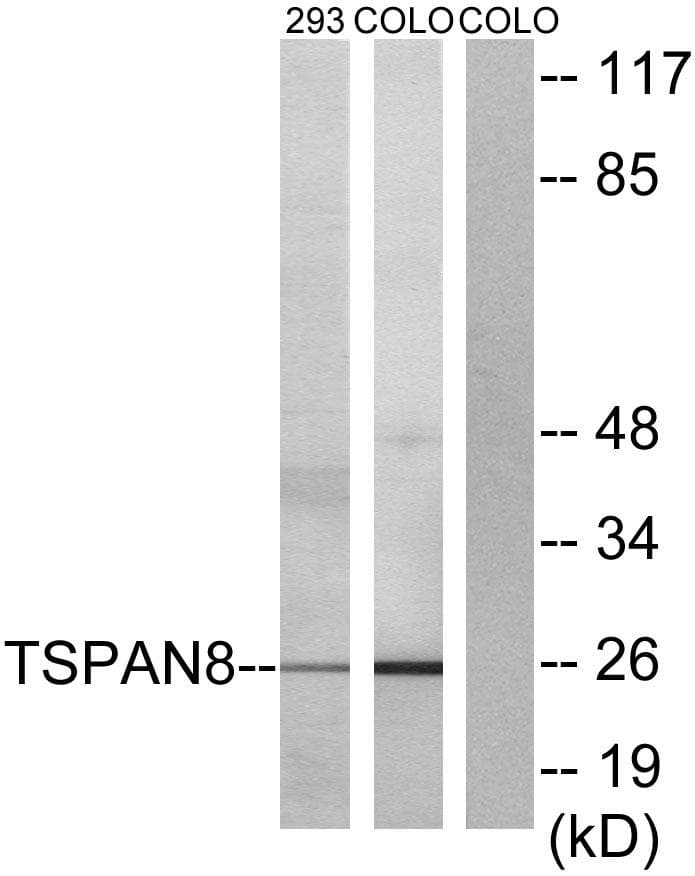 Polyclonal Rabbit anti-Human CO-029 / TSPAN8 Antibody (IF, WB)