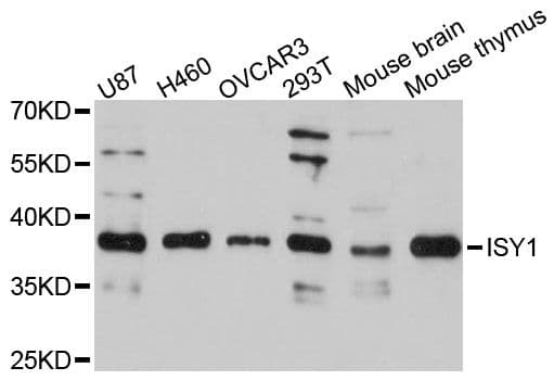 Polyclonal Rabbit anti-Human ISY1 Antibody (WB)