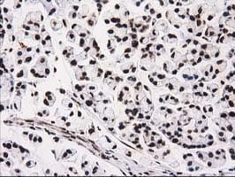 ATP6V1F Antibody (clone OTI1B8, Carrier-free)