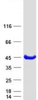 Human KCTD17 Protein (Recombinant Myc-DDK (Flag))