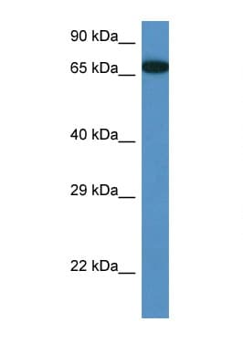 MBTD1 Antibody (aa245-294)