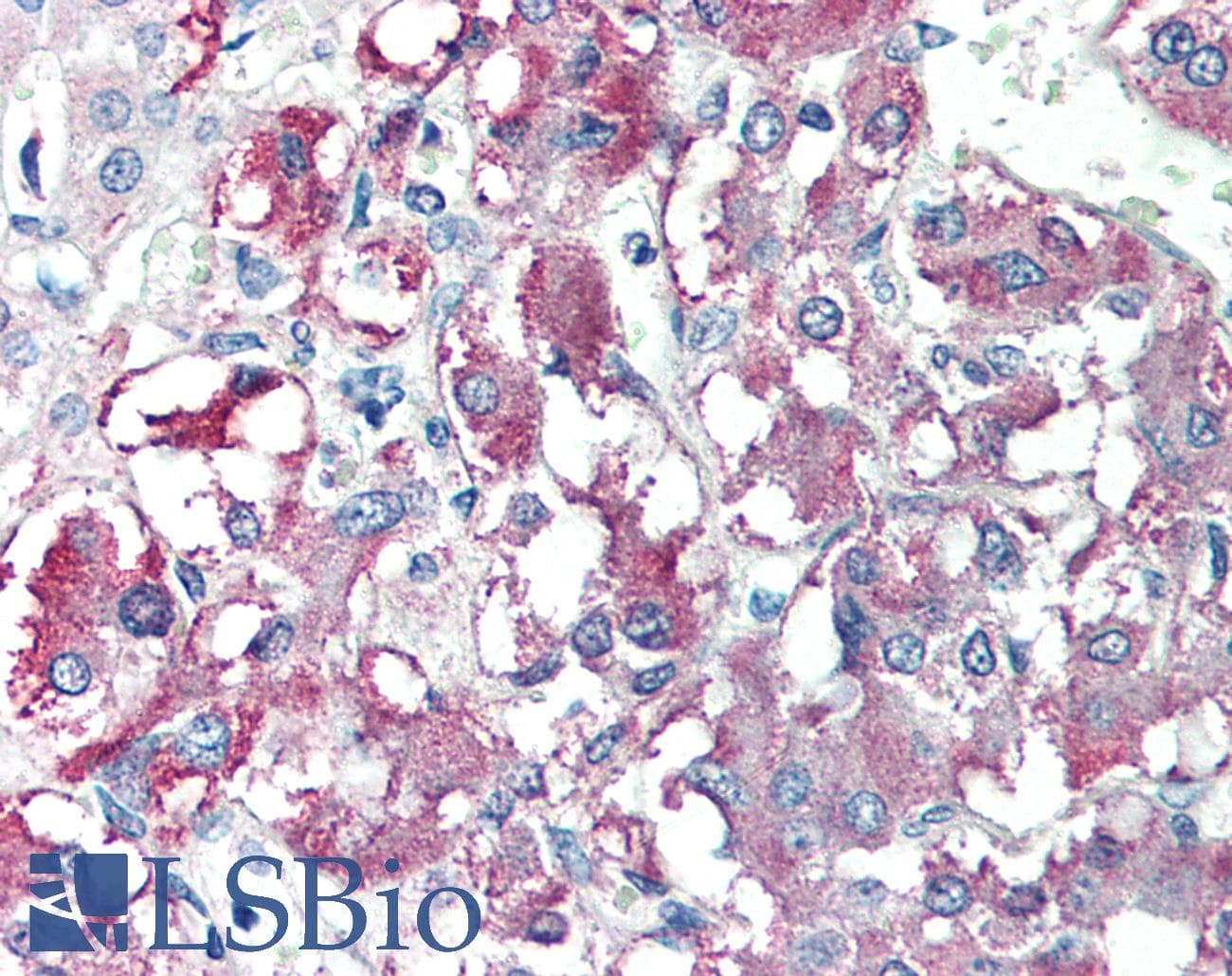 IHC-plus™ CARD9 Antibody