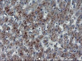 Monoclonal Mouse anti-Human MLF1 Antibody (clone OTI3F11, IHC, WB)