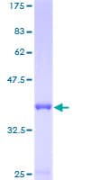 Human PSMG3 Protein (Recombinant GST)
