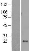POMZP3 Protein (Over-Expression Lysate Myc-DDK (Flag))