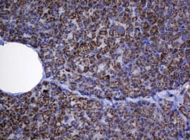HSPD1 / HSP60 Antibody (clone OTI6F7)