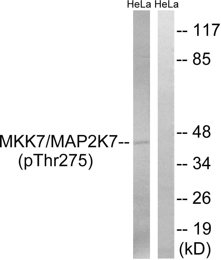 MAP2K7 / MEK7 Antibody (phospho-Thr275)