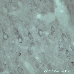 Polyclonal Rabbit anti-Rat VPS45 Antibody (Internal, IHC, WB)