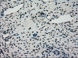 Monoclonal Mouse anti-Human STK39 / SPAK Antibody (clone OTI2E10, IHC, WB)