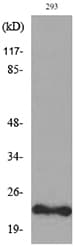 FGF6 Antibody