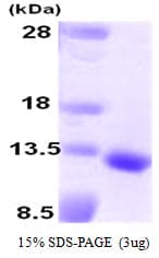 Human GDF10 / BMP3B Protein (Recombinant)
