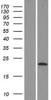 LYPD6 Protein (Over-Expression Lysate Myc-DDK (Flag))