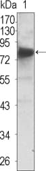 Monoclonal Mouse anti-Human NTRK3 / TRKC Antibody (clone 4G5, WB)