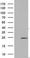 MOBKL2B / MOB3B Antibody (clone OTI1D12)