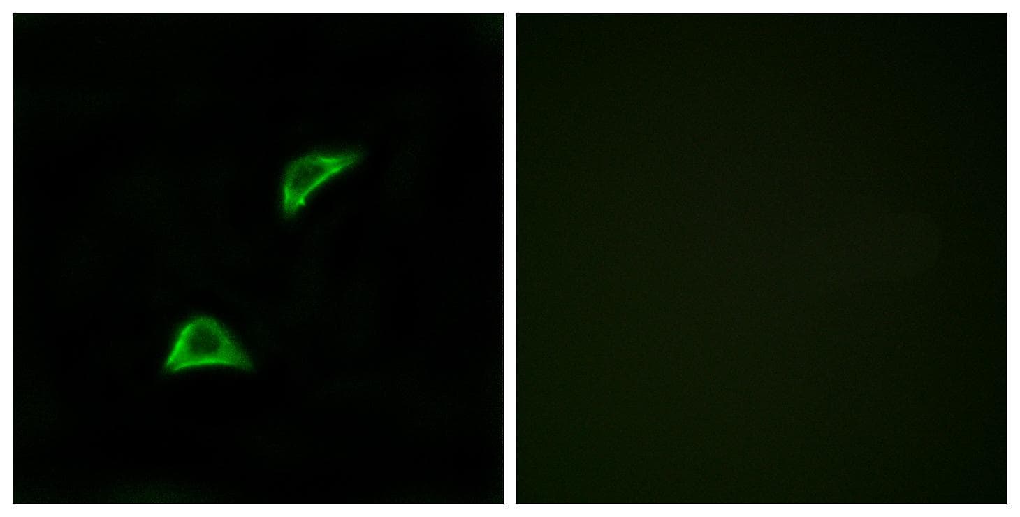 Polyclonal Rabbit anti-Human OR51A4 Antibody (IF, WB)