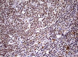 CDCA7L Antibody (aa1-337, clone OTI3B5, Carrier-free)