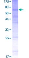 Human ADGRG5 /GPR114 Protein (Recombinant GST)