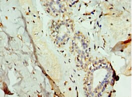 FUT6 Antibody (aa170-359)