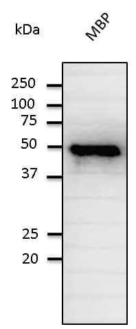 MBP / Myelin Basic Protein Antibody