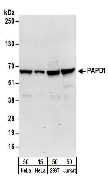 MTPAP Antibody (aa532-582)