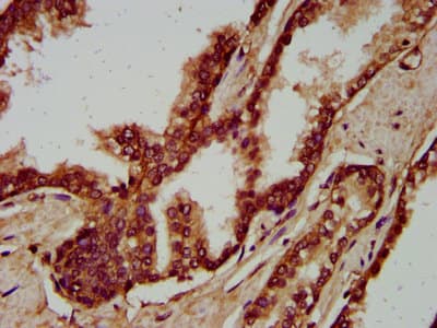 IGSF9 Antibody