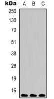 HIST1H3H Antibody
