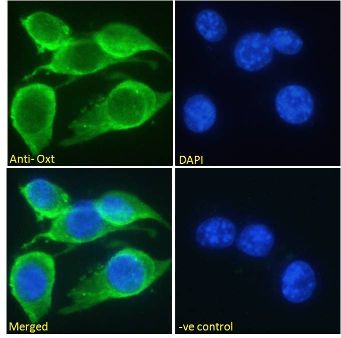 Oxytocin Antibody (aa108-120)