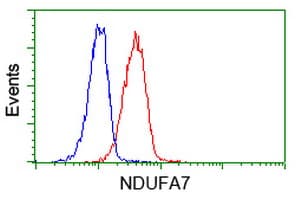 NDUFA7 Antibody (clone OTI3B2)