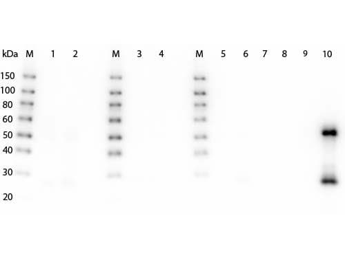 Polyclonal Goat Anti-Mouse IgG Secondary Antibody (HRP, IHC, WB)