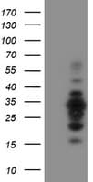 MIF4GD Antibody (clone OTI4C11)