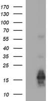 Monoclonal Mouse anti-Human MLANA / Melan-A Antibody (clone OTI2G2, IHC, IF, WB)