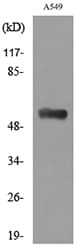 ANXA7 / Annexin VII / SNX Antibody