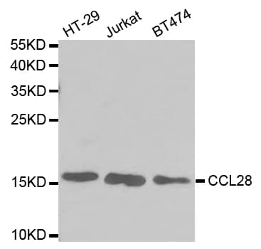 CCL28 / MEC Antibody