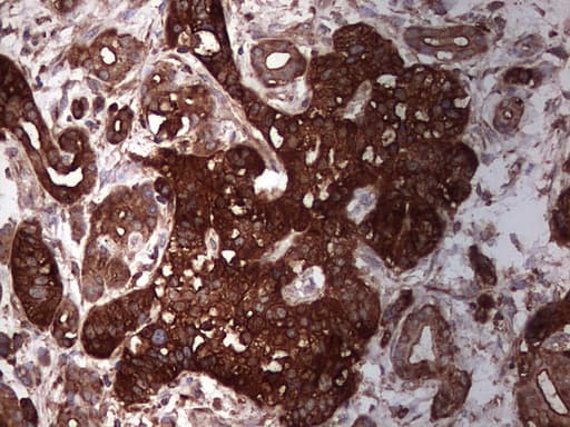 PKM2 Antibody (clone 12B9)