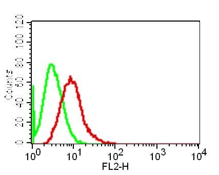 IKBKG / NEMO / IKK Gamma Antibody