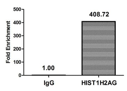 HIST1H2AI Antibody