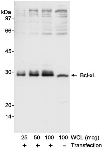 BCL2L1 / BCL-XL Antibody (aa1-50)