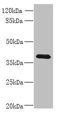 Polyclonal Rabbit anti-Human WNT4 Antibody (IHC, WB)