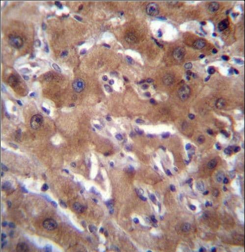 RASSF10 Antibody (aa230-259)