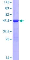 Human KIAA1143 Protein (Recombinant GST)