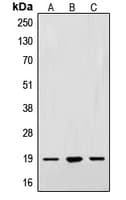 PathPlus™ SNCA / Alpha-Synuclein Antibody (N-Terminus)
